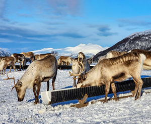 Reindeer Sledding … Sami Visit